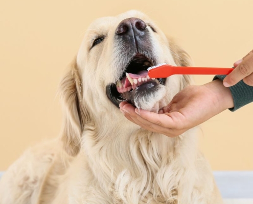 dog teeth brush