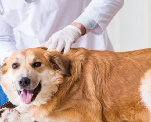 dog medical