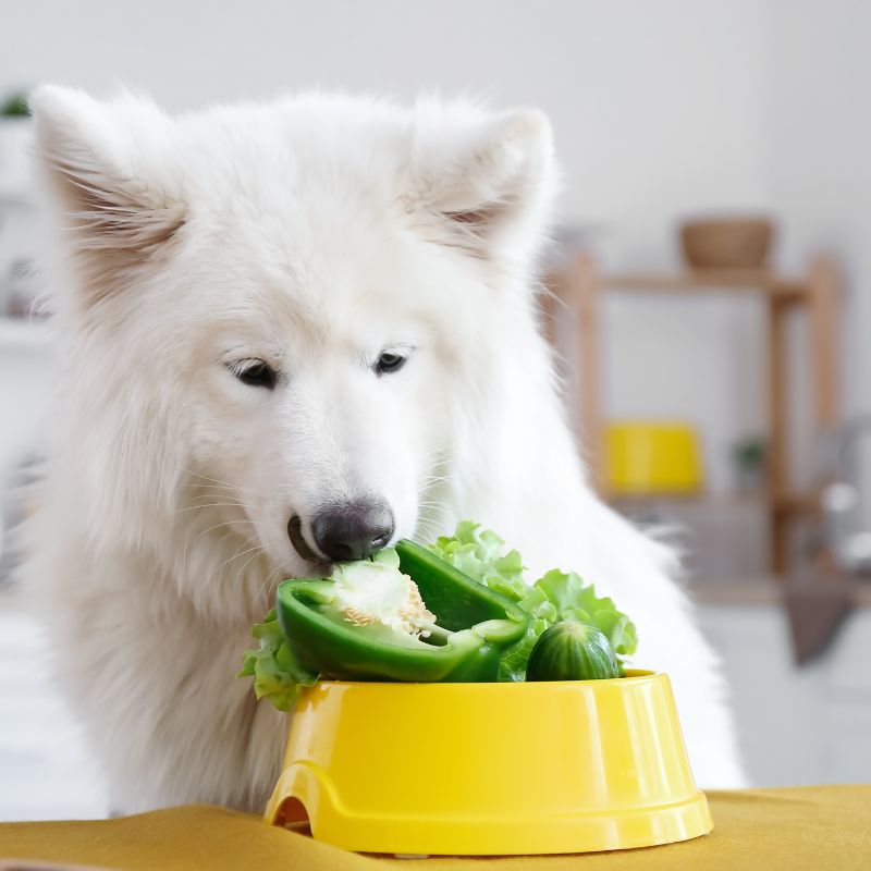 Nourishing Your Furry Friend with a Balanced Diet - Bakersfield Strays