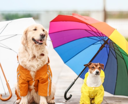 raincoat dogs