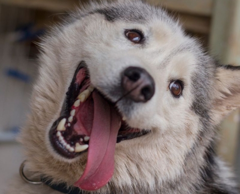 body language of a rescue dog