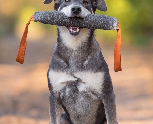 training rescue dog