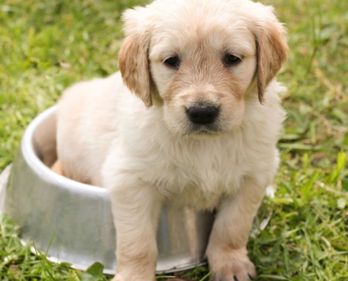 what dog body language means