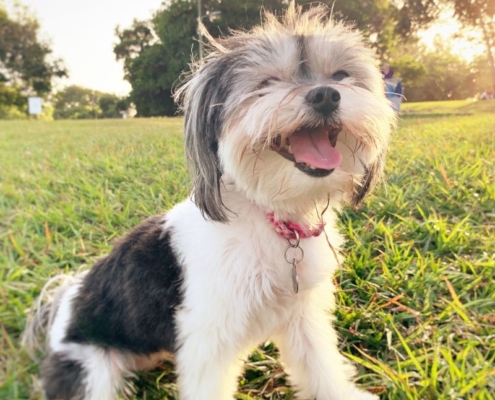 issues canines have with health