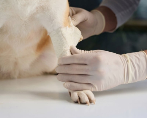 first aid tips for your dog