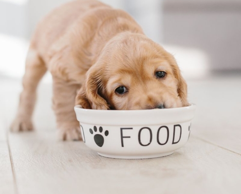 dog nutrition