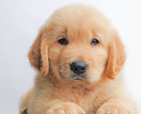preparing a house for a dog or puppy
