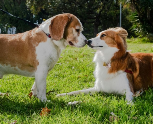how to get a dog to socialize