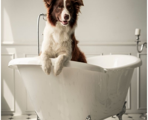 how to groom your dog